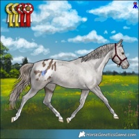Horse Color:Liver Red Dun Appaloosa Brindle