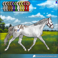 Horse Color:Liver Red Dun Appaloosa Brindle 