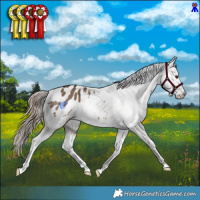 Horse Color:Liver Red Dun Appaloosa Brindle 