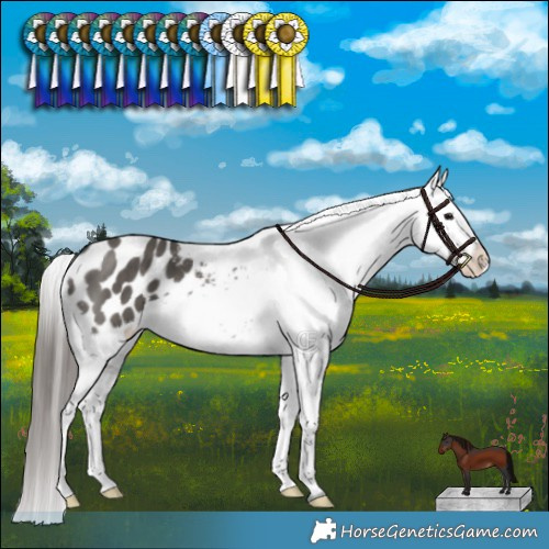 Horse Color:Grullo Appaloosa Brindle 