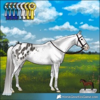Horse Color:Grullo Appaloosa Brindle