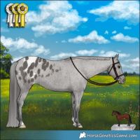 Horse Color:Grullo Appaloosa Brindle