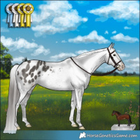 Horse Color:Grullo Appaloosa Brindle 