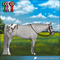 Horse Color:Grullo Appaloosa Brindle 