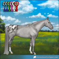 Horse Color:Grullo Varnish Brindle 