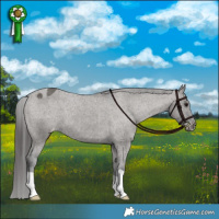 Horse Color:Grullo Appaloosa Brindle 