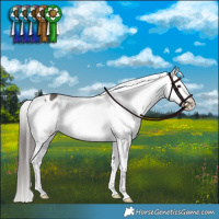 Horse Color:Grullo Appaloosa Brindle 
