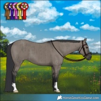 Horse Color:Grullo Brindle 