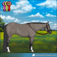 Horse Color:Grullo Brindle