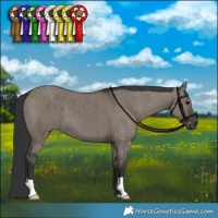 Horse Color:Grullo Brindle 