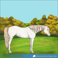Horse Color:Buckskin Roan Pearl and Buckskin Roan Pearl