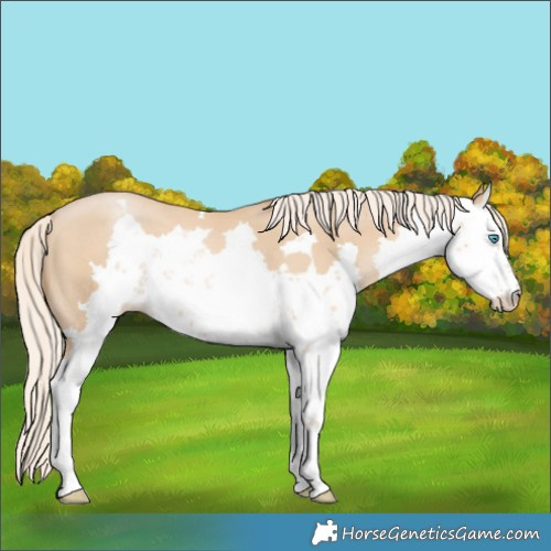 Horse Color:Palomino Pearl Sabino