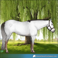 Horse Color:Gray White Spotted Liver Red Roan