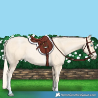 Horse Color:Palomino Pearl Sabino 