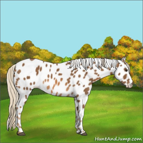 Horse Color:Chocolate Palomino Appaloosa 