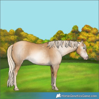 Horse Color:Gray Gold Cream Champagne 