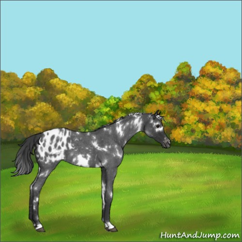 Horse Color:White Spotted Blue Roan Appaloosa