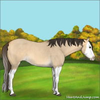 Horse Color:Buckskin Roan Dun Splash 
