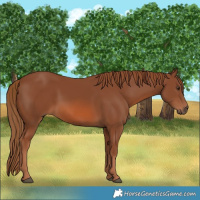 Horse Color:Chestnut 