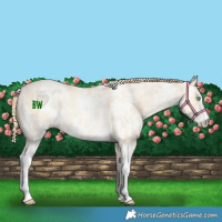 Horse Color:Buckskin Pearl Sabino 