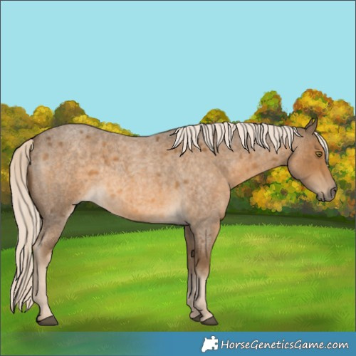 Horse Color:Chocolate Palomino Roan 