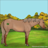 Horse Color:Red Dun 