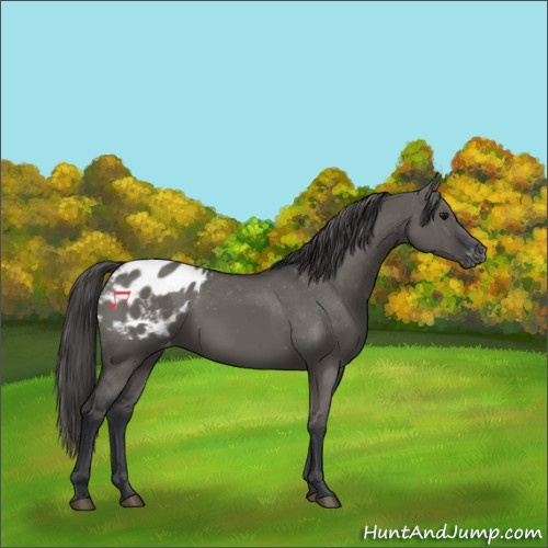 Horse Color:Grullo Appaloosa 