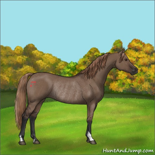 Horse Color:Liver Red Dun Rabicano 