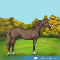 Horse Color:Liver Red Dun Rabicano 