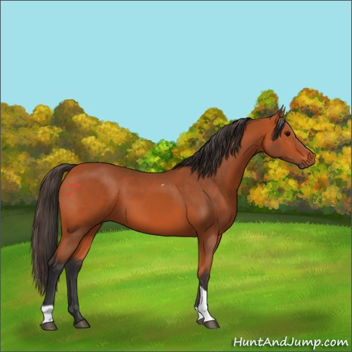 Horse Color:Bay Tobiano Rabicano 