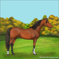 Horse Color:Bay Tobiano Rabicano 