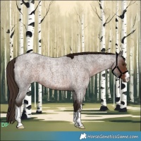 Horse Color:White Spotted Liver Red Roan 