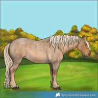 Horse Color:Chocolate Palomino Roan 