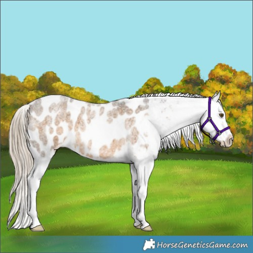 Horse Color:Chocolate Palomino Roan Appaloosa