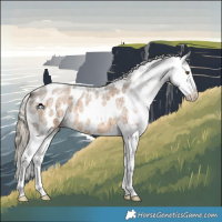 Horse Color:Chocolate Palomino Roan Appaloosa