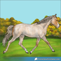 Horse Color:Palomino Roan Splash 
