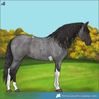 Horse Color:Smoky Blue Roan Tobiano