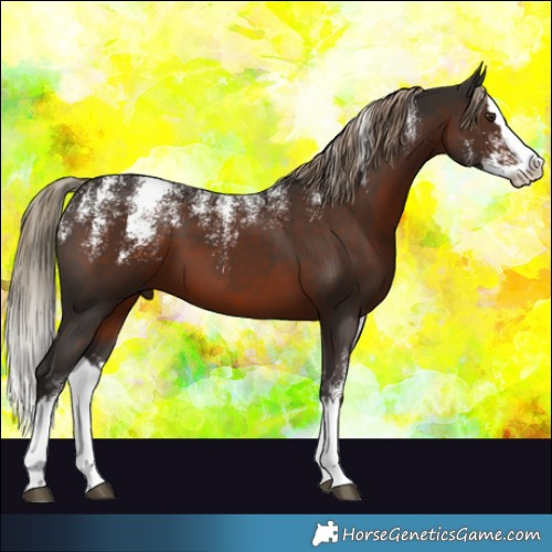 Horse Color:Powder White Liver Chestnut Splash 