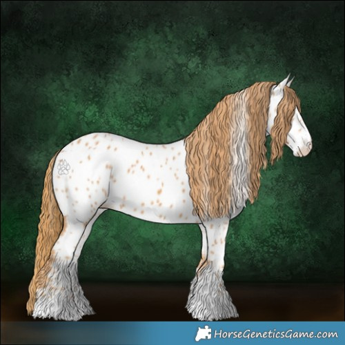 Horse Color:Chestnut Appaloosa 