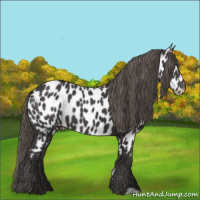 Horse Color:Smoky Black Appaloosa 
