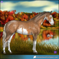 Horse Color:White Spotted Chocolate Palomino 