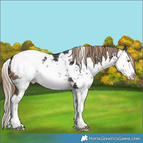 Horse Color:Liver Chestnut Sabino Splash Appaloosa 