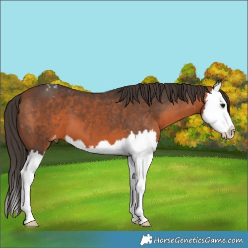 Horse Color:Bay Splash Appaloosa 