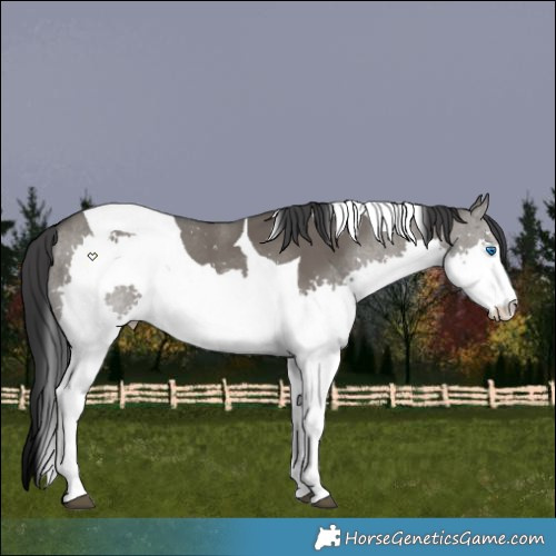 Horse Color:Grullo Splash Tobiano 