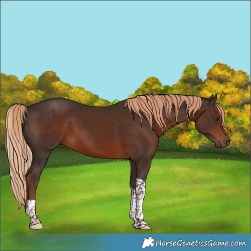Horse Color:Liver Chestnut Tobiano 