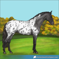 Horse Color:Smoky Blue Roan Appaloosa 
