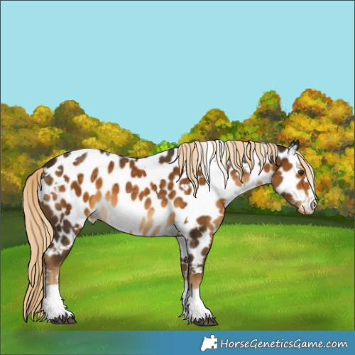 Horse Color:White Spotted Chocolate Palomino Appaloosa 