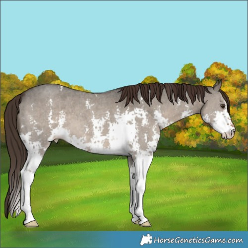 Horse Color:Liver Red Dun Sabino 