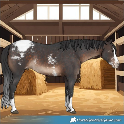 Horse Color:Brown Sabino Splash Appaloosa Rabicano 