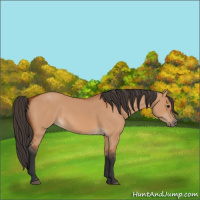 Horse Color:Bay Dun 